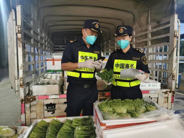5月1日清晨5点，香洲海关关员对供澳蔬菜实施属地查检