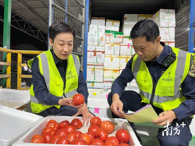 东莞海关关员在东莞供港蔬菜监管中心对供港蔬菜进行现场查验。徐毓兰摄