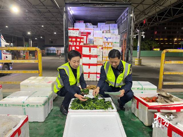 东莞海关关员在东莞供港蔬菜监管中心对供港蔬菜进行现场查验。徐毓兰摄