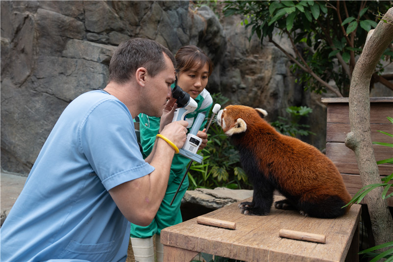 香港海洋公园兽医团队为小熊猫进行例行检查。