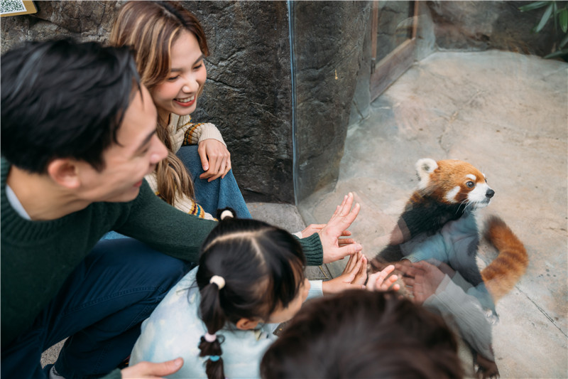 访客在海洋公园与小熊猫互动。